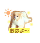 ポメラニアンのルイ（個別スタンプ：5）
