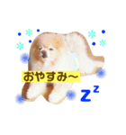 ポメラニアンのルイ（個別スタンプ：6）
