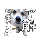 愉快なコーギー犬の毎日2（個別スタンプ：1）