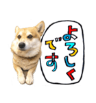 愉快なコーギー犬の毎日2（個別スタンプ：3）