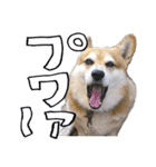 愉快なコーギー犬の毎日2（個別スタンプ：6）