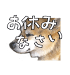 愉快なコーギー犬の毎日2（個別スタンプ：11）