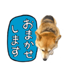 愉快なコーギー犬の毎日2（個別スタンプ：14）