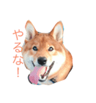 わんぱくコロたん 2（個別スタンプ：1）