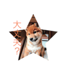 わんぱくコロたん 2（個別スタンプ：5）
