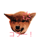 わんぱくコロたん 2（個別スタンプ：7）