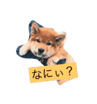わんぱくコロたん 2（個別スタンプ：9）
