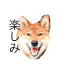 わんぱくコロたん 2（個別スタンプ：10）