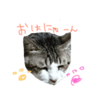私のねこスタンプ（個別スタンプ：1）