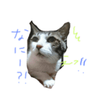 私のねこスタンプ（個別スタンプ：2）