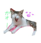 私のねこスタンプ（個別スタンプ：3）