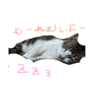 私のねこスタンプ（個別スタンプ：5）