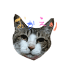私のねこスタンプ（個別スタンプ：6）