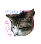私のねこスタンプ（個別スタンプ：8）