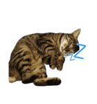 キジトラ ちゃんうたスタンプ！（個別スタンプ：2）