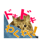キジトラ ちゃんうたスタンプ！（個別スタンプ：3）
