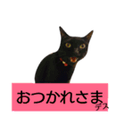 てぃもさくスタンプ（個別スタンプ：1）