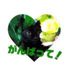 てぃもさくスタンプ（個別スタンプ：6）