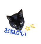 てぃもさくスタンプ（個別スタンプ：8）