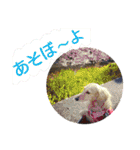 てぃもさくスタンプ（個別スタンプ：31）
