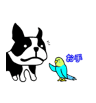 うちのワンコとインコ（個別スタンプ：21）