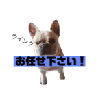 陸八と海のフレブルスタンプです！（個別スタンプ：37）