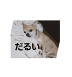 俺の犬（個別スタンプ：1）