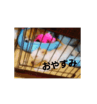 俺の犬（個別スタンプ：2）