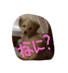 俺の犬（個別スタンプ：3）
