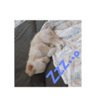 俺の犬（個別スタンプ：6）