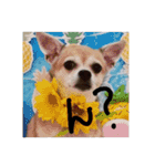 俺の犬（個別スタンプ：7）