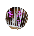 俺の犬（個別スタンプ：10）