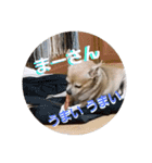 俺の犬（個別スタンプ：11）