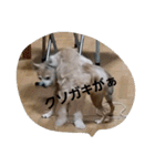 俺の犬（個別スタンプ：13）