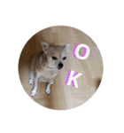 俺の犬（個別スタンプ：16）