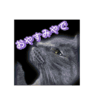 フランさん（個別スタンプ：1）