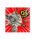 フランさん（個別スタンプ：11）