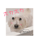 さくたんもふもふスタンプ（個別スタンプ：8）