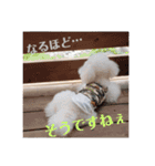 さくたんもふもふスタンプ（個別スタンプ：11）