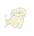 ペキニーズのクウちゃん！（個別スタンプ：37）
