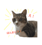 にゃんこのポプリ★（個別スタンプ：2）