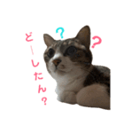 にゃんこのポプリ★（個別スタンプ：3）