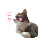 にゃんこのポプリ★（個別スタンプ：4）