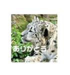 かわいいフクくんのスタンプ第1弾（個別スタンプ：16）