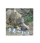 かわいいフクくんのスタンプ第1弾（個別スタンプ：31）