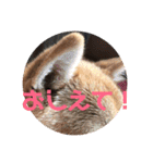 豆柴はな子3（個別スタンプ：6）