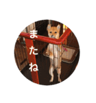豆柴はな子3（個別スタンプ：10）