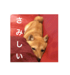 豆柴はな子3（個別スタンプ：13）