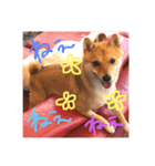 豆柴はな子3（個別スタンプ：15）