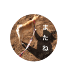 豆柴はな子3（個別スタンプ：16）